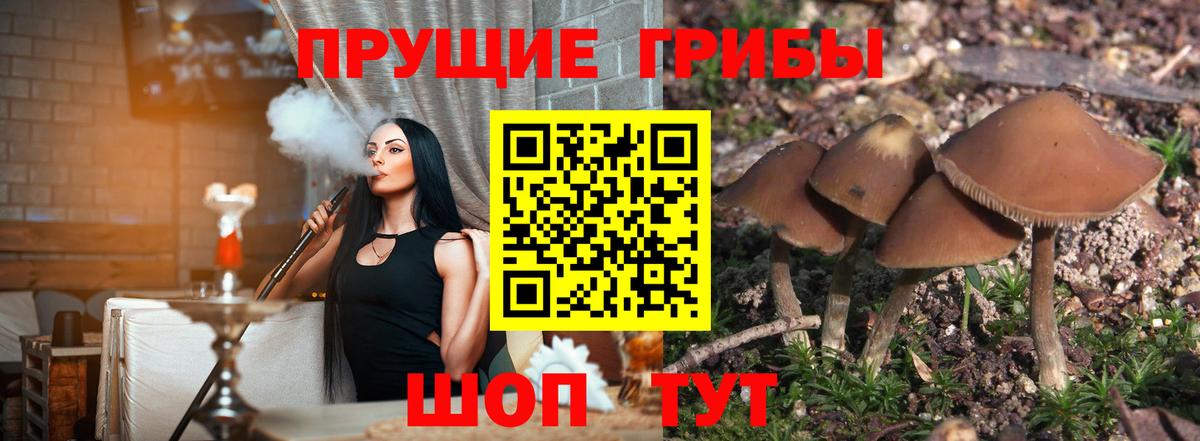 Псилоцибиновые грибы Psilocybe Янаул